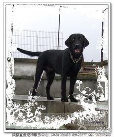 鯊魚寵物服務(wù)中心 成都寵物行業(yè)的網(wǎng)絡(luò)與信息安全軟件開發(fā)